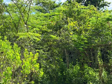 Lot 182 Westridge Estates New Providence Paradise Island BS
