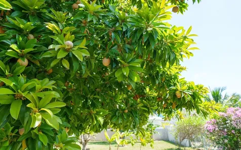 Jacaranda Estate Grand Bahama Freeport BS