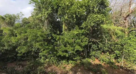 Lot R 27 Palmetto Shores Eleuthera BS