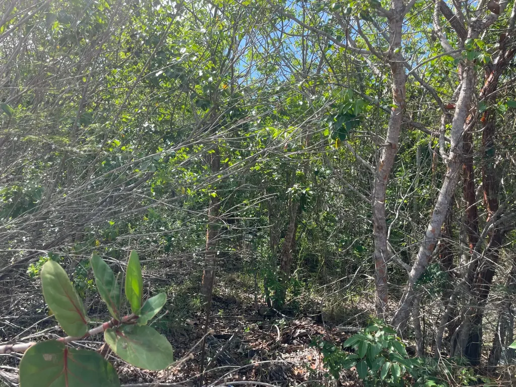 Palm Tree Drive 3 New Providence Paradise Island BS