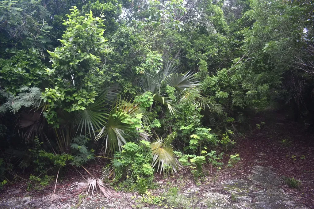 Eleuthera Island Shores Eleuthera BS