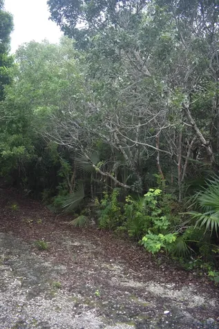 Eleuthera Island Shores Eleuthera BS