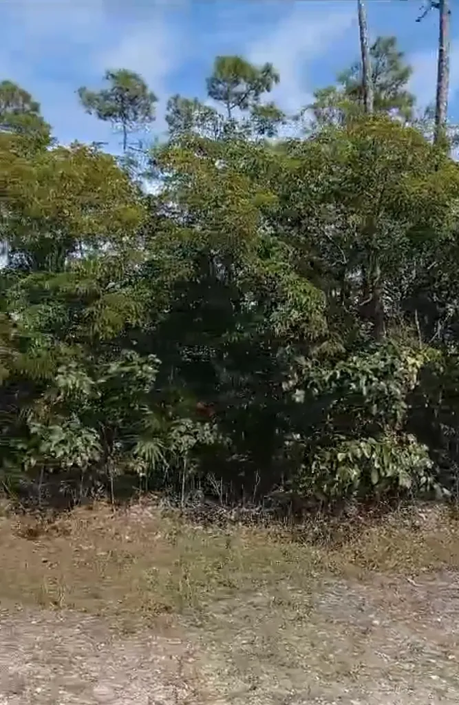 Lot 22 Mallard St Block 49 Grand Bahama Freeport BS