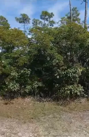 Lot 22 Mallard St Block 49 Grand Bahama Freeport BS