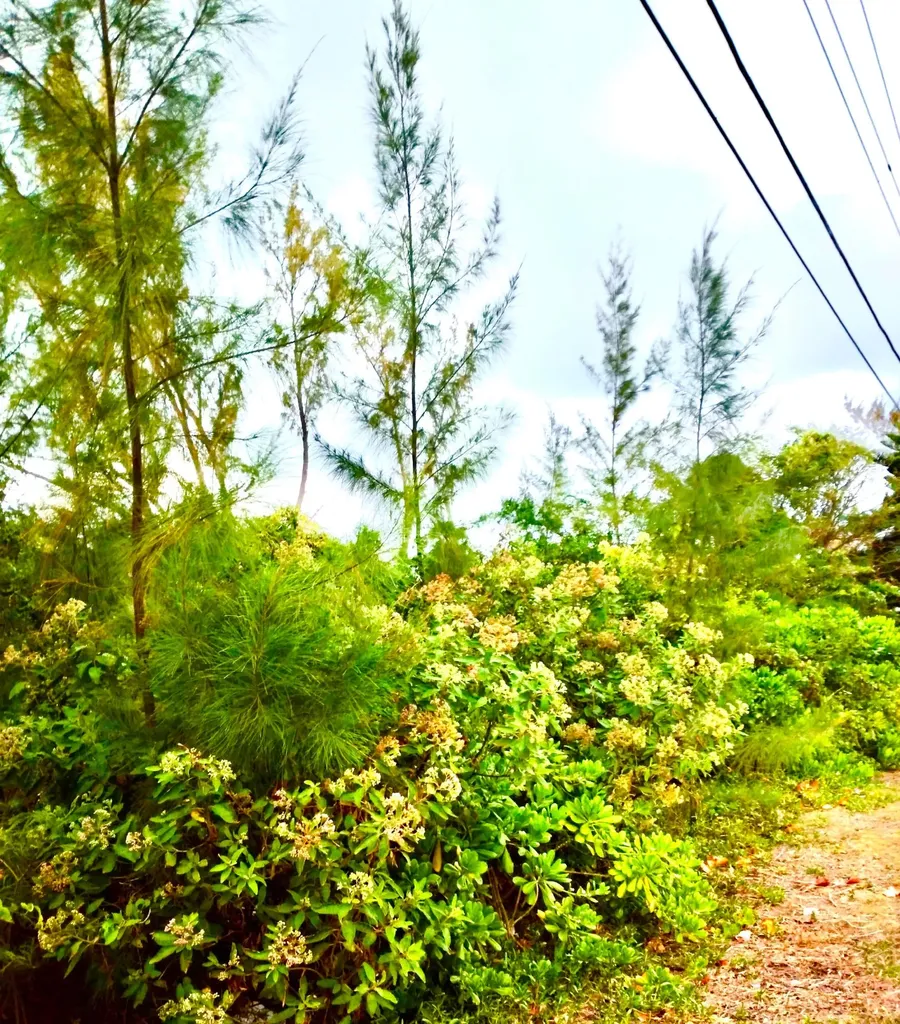 Andros 200 Acres Andros BS