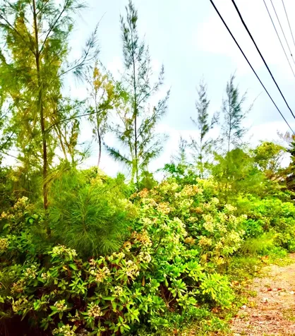 Andros 200 Acres Andros BS
