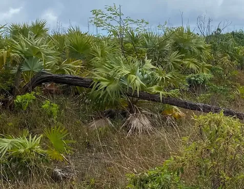 Lucaya Estate Property Grand Bahama Freeport BS
