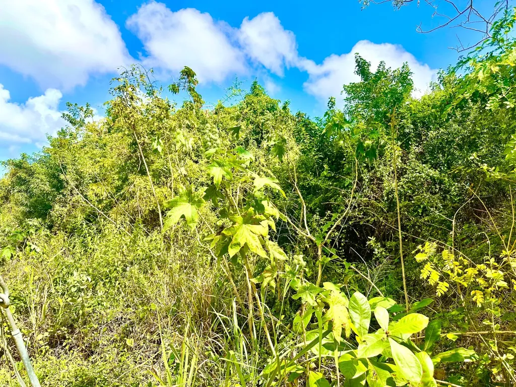 Tonique Williams-darling Parcel 5 -- 5.608 Acres New Providence Paradise Island BS