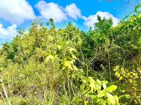 Tonique Williams-darling Parcel 5 -- 5.608 Acres New Providence Paradise Island BS