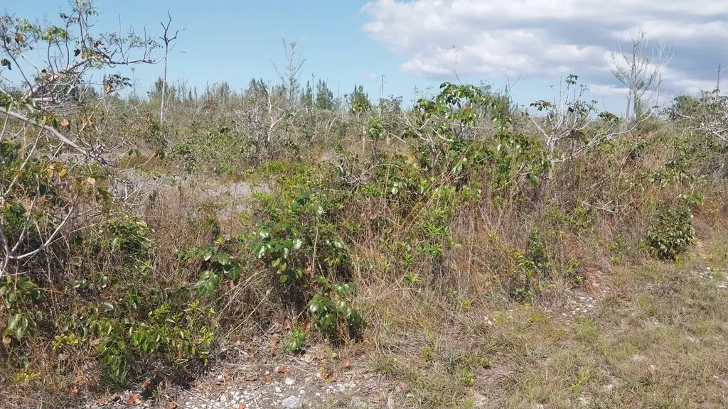Heybridge Drive 1 Grand Bahama Freeport BS