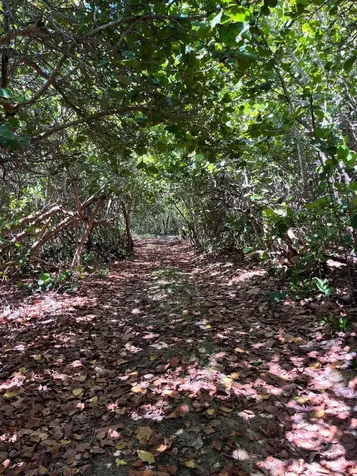 Lot 37 Whale Point Eleuthera BS