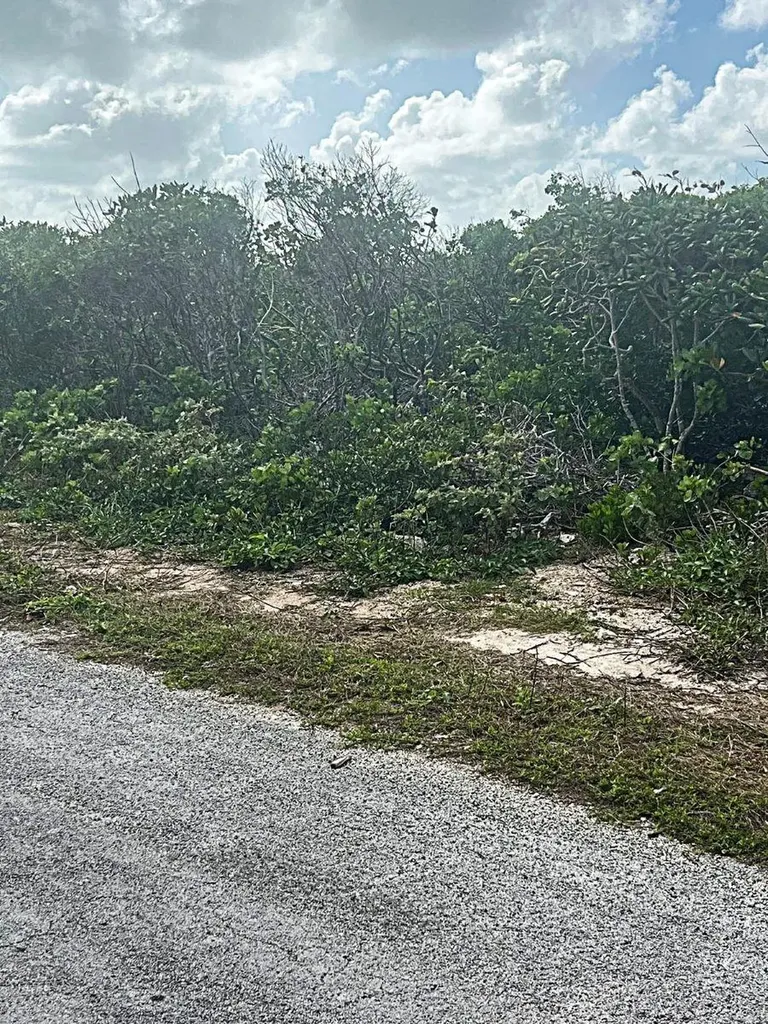 Buckley's Lot Long Island BS
