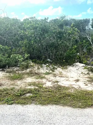Buckley's Lot Long Island BS