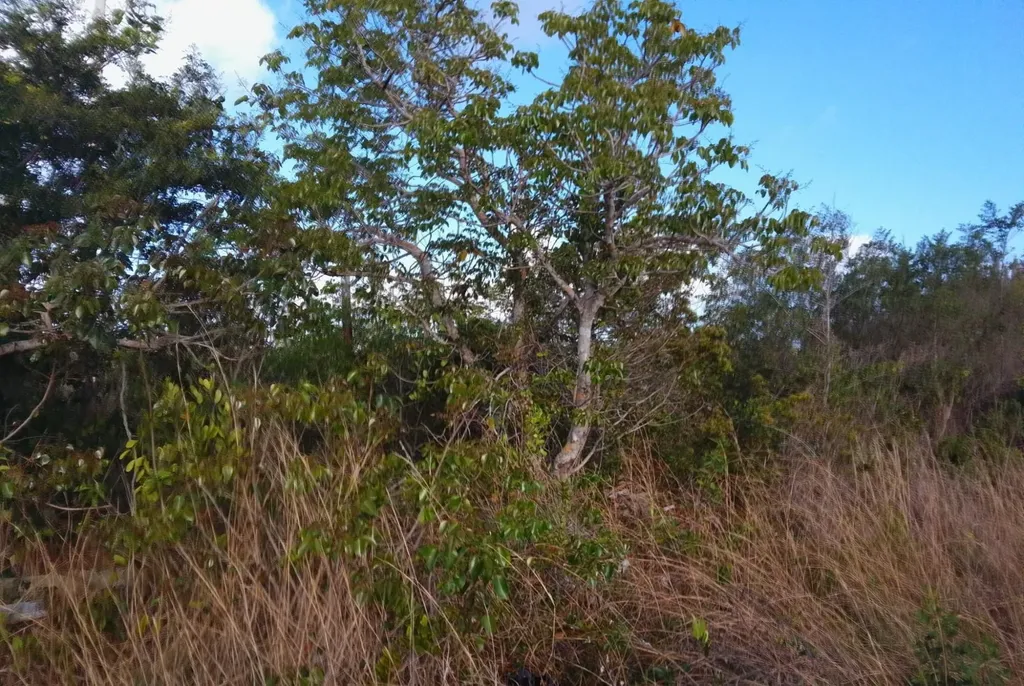 Bristol Bay Subdivision Grand Bahama Freeport BS