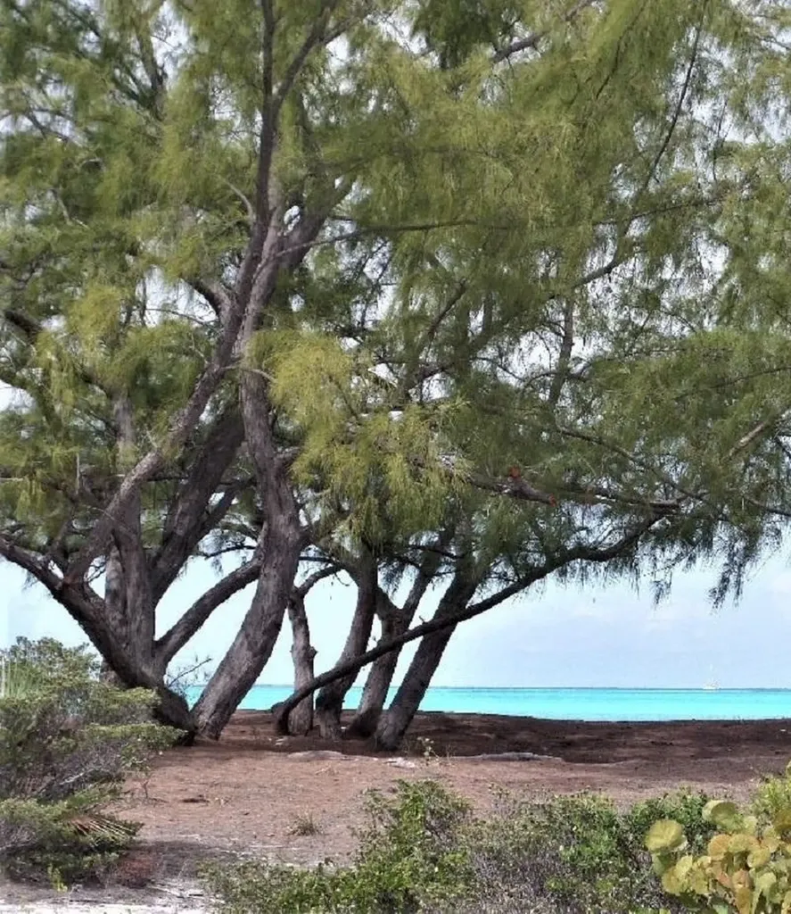 Galliot Cay B-40d Long Island BS