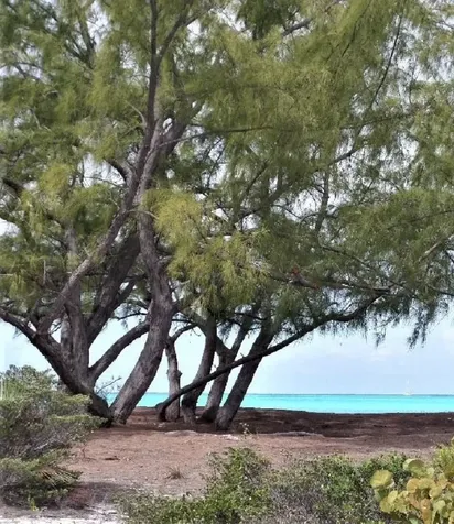 Galliot Cay B-40d Long Island BS