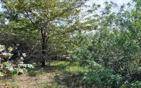 Lot 1a, Millers Long Island BS