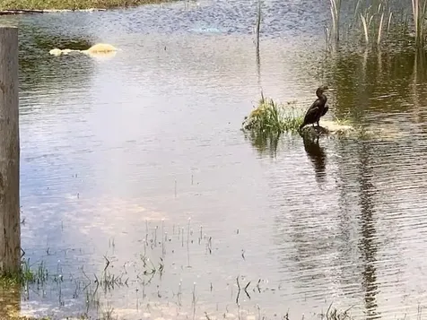 Sir Lynden Pindling Home New Providence Paradise Island BS