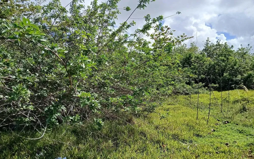 Lot 1c, Millers Long Island BS