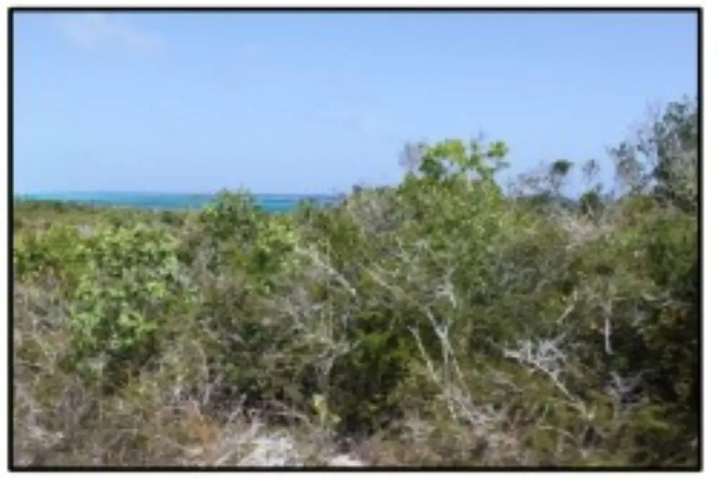 Columbus Landings Two San Salvador BS