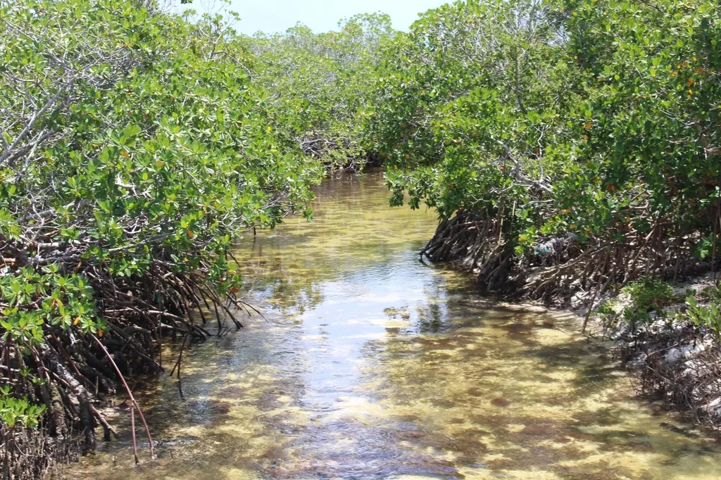 Yellow Wood, Cherokee 4f Abaco BS