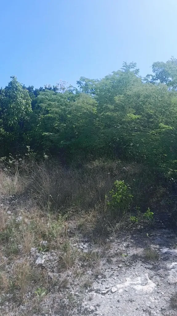 Eastern Side Of Curtis Road Exuma BS