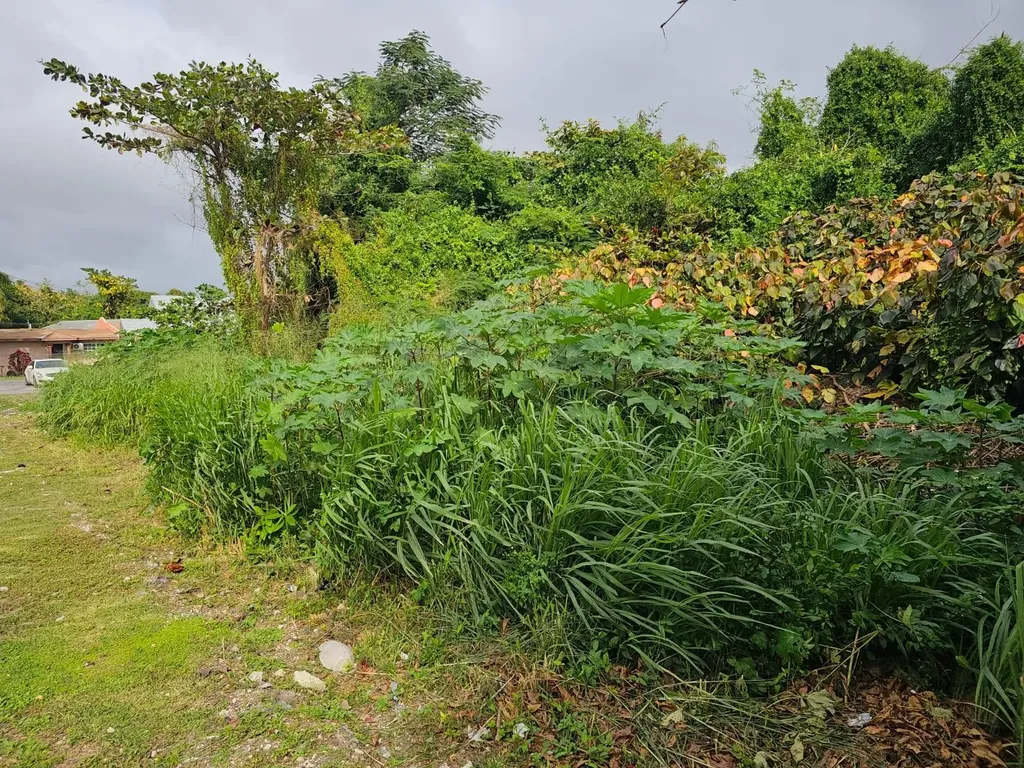 Bacardi Road New Providence Paradise Island BS