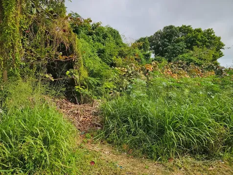 Bacardi Road New Providence Paradise Island BS