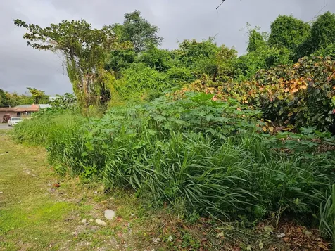 Bacardi Road New Providence Paradise Island BS