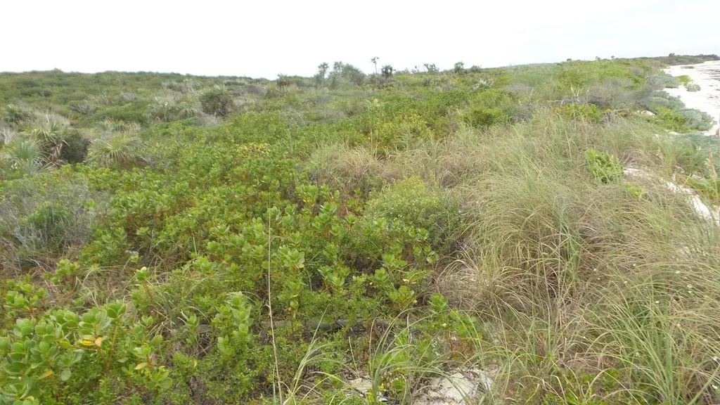 Jwycesska Island Abaco BS