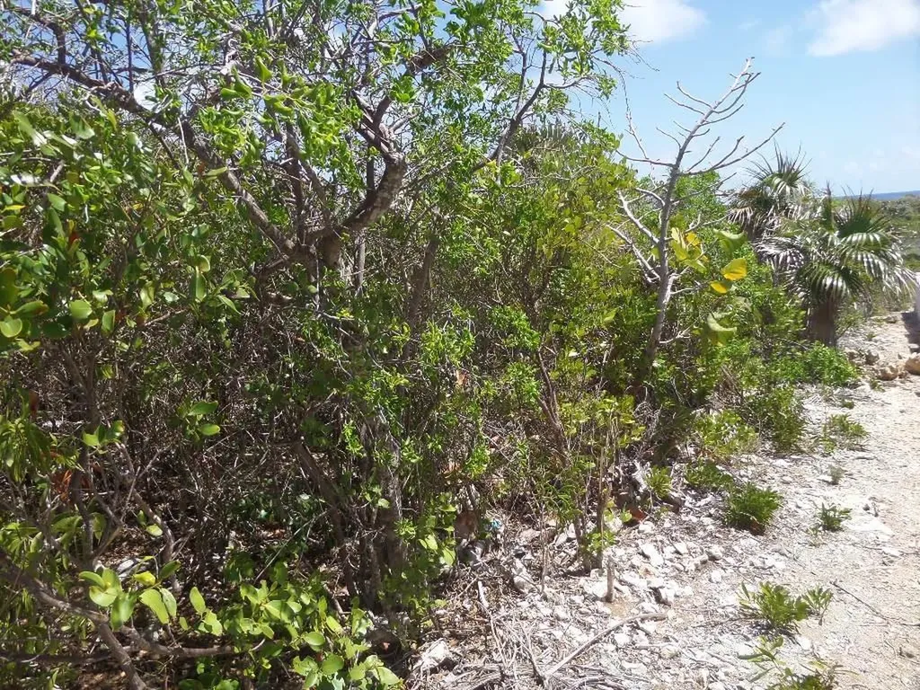 Lot# 25 Stella Maris Long Island BS