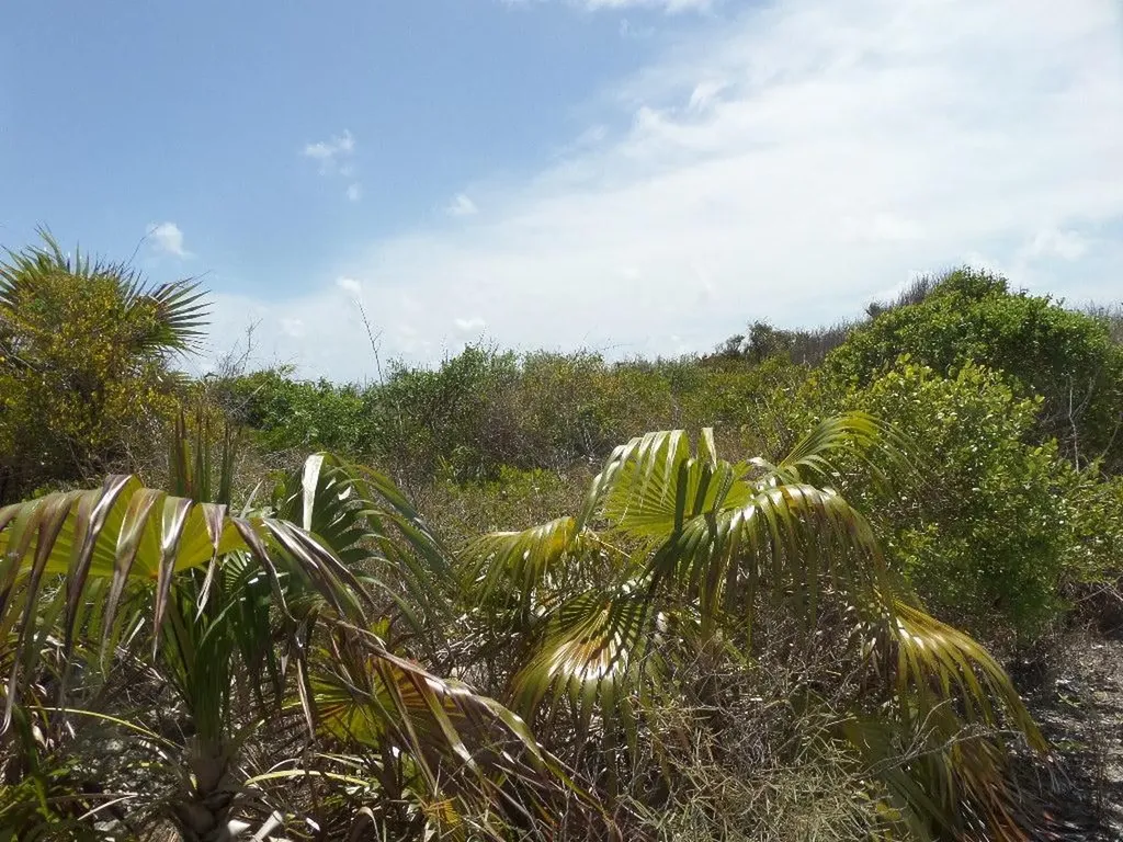 Lot# 25 Stella Maris Long Island BS