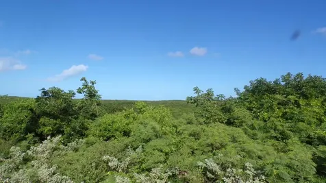 3.49 Acres Buckley's Long Island BS