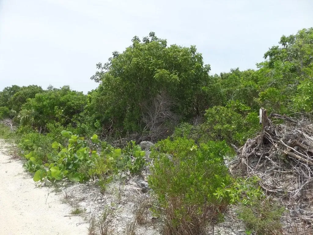 North Crown Cay Long Island BS