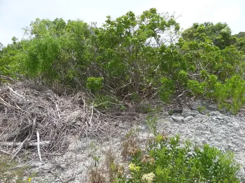 North Crown Cay Long Island BS