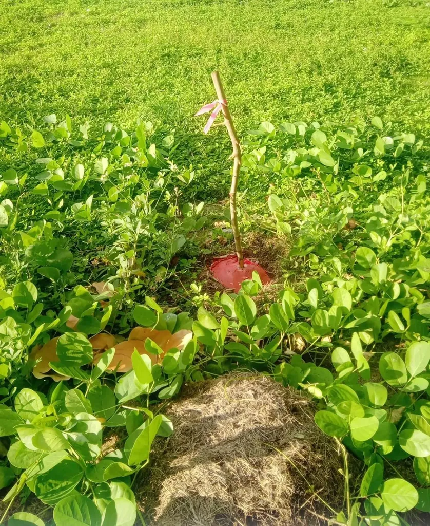 Kemp's Bay Andros Beach Andros BS