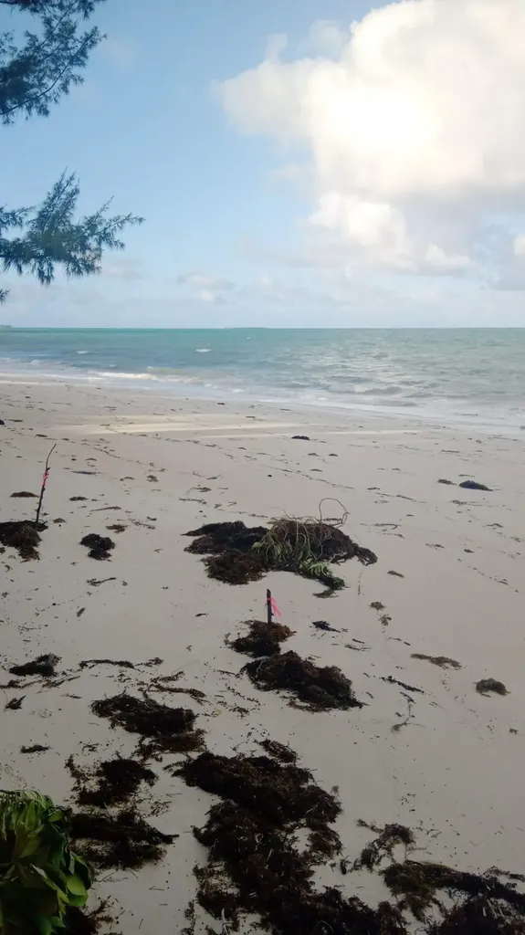 Kemp's Bay Andros Beach Andros BS