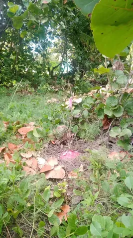 Kemp's Bay Andros Beach Andros BS