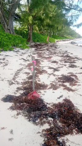 Kemp's Bay Andros Beach Andros BS