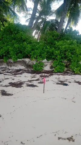 Kemp's Bay Andros Beach Andros BS