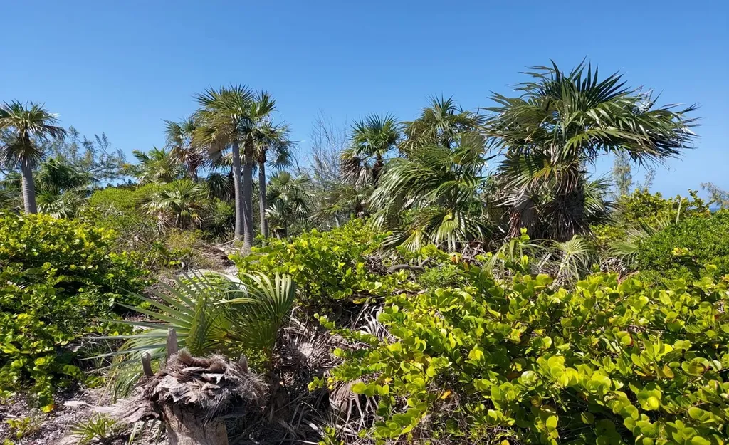 Banks Road Beachfront Eleuthera BS