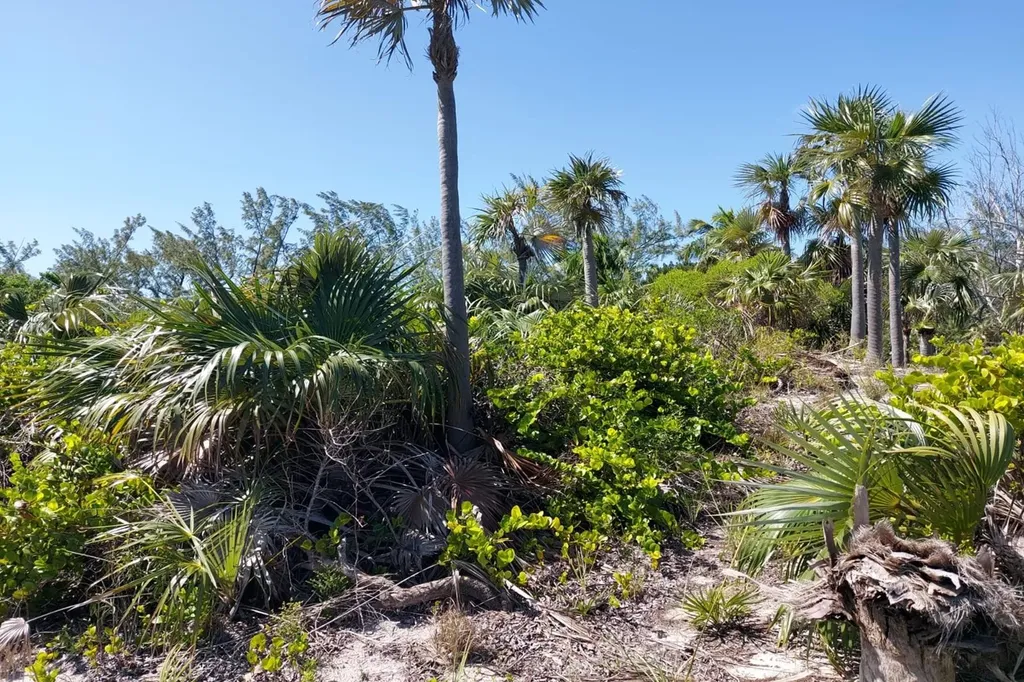 Banks Road Beachfront Eleuthera BS