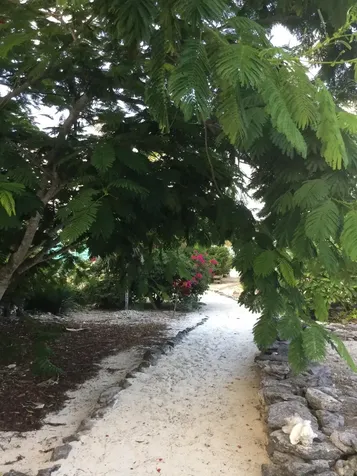 Shannas Cove Cat Island BS