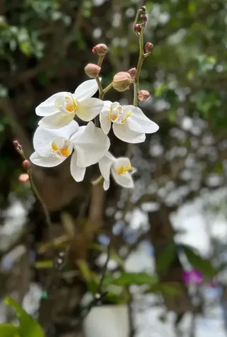 #6 South Ocean New Providence Paradise Island BS