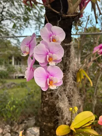 #6 South Ocean New Providence Paradise Island BS