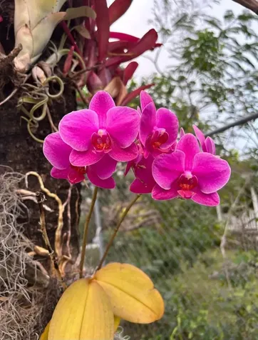 #6 South Ocean New Providence Paradise Island BS