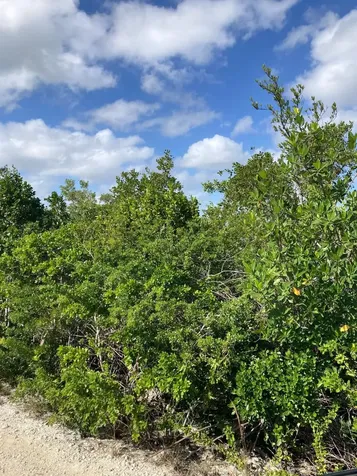 Deep Creek East Andros BS