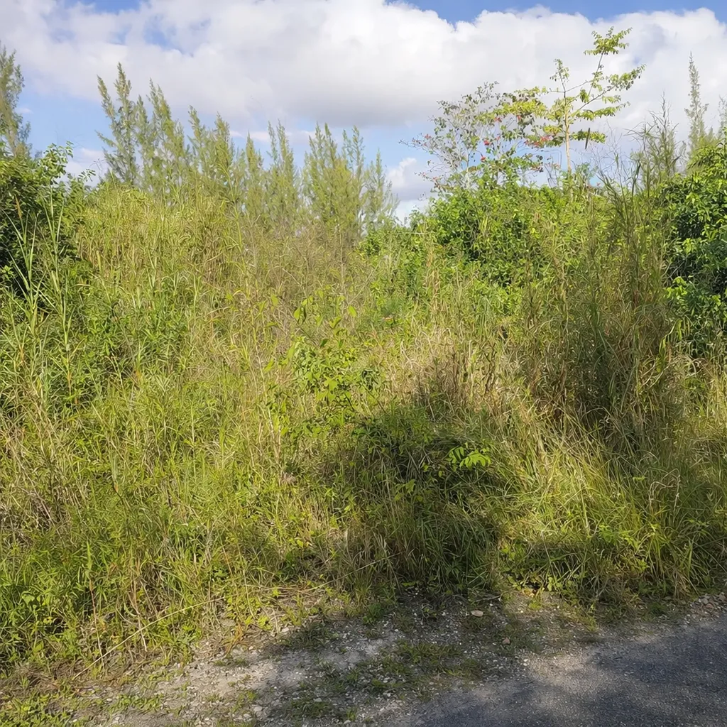 Adelaide Road New Providence Paradise Island BS