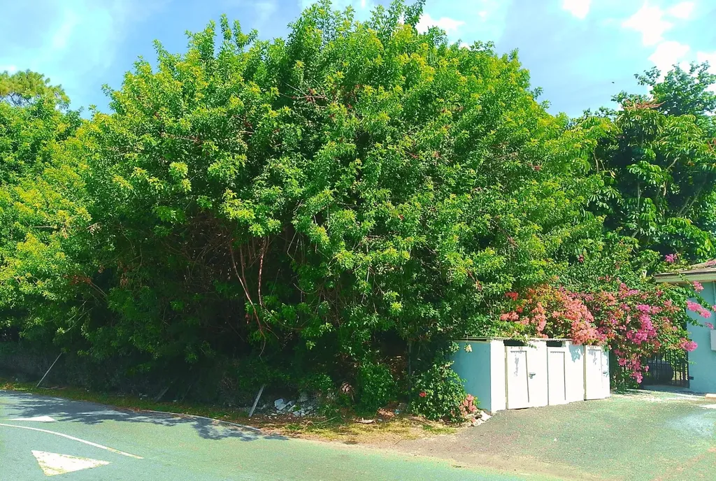 Bellot Road New Providence Paradise Island BS