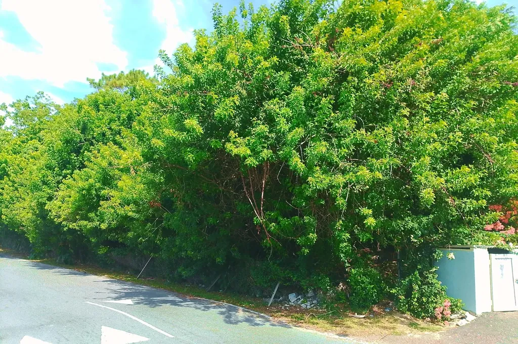 Bellot Road New Providence Paradise Island BS